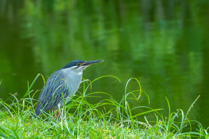 butorides striata le heron strie butorides striata le heron strie