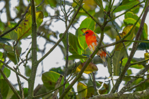 foudia madagascariensis cardinal de madagascar foudia madagascariensis cardinal de madagascar