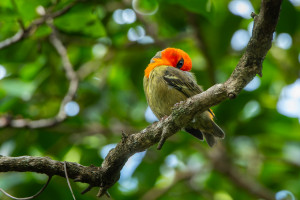 foudia rubia cardinal de maurice foudia rubia cardinal de maurice