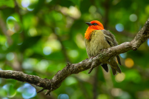 foudia rubia cardinal de maurice foudia rubia cardinal de maurice