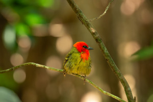 foudia rubia cardinal de maurice foudia rubia cardinal de maurice