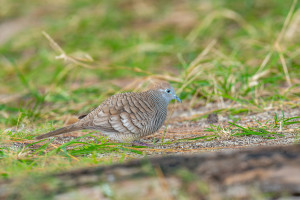 geopelia striata geopelie zebree geopelia striata geopelie zebree