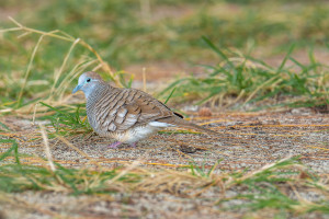 geopelia striata geopelie zebree geopelia striata geopelie zebree