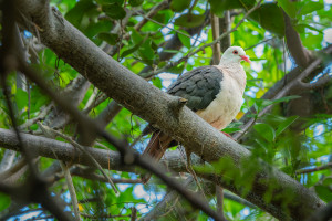 nesoenas mayeri pigeon rose nesoenas mayeri pigeon rose