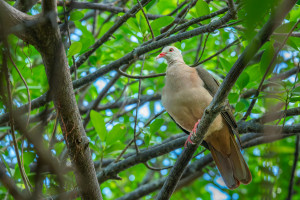 nesoenas mayeri pigeon rose nesoenas mayeri pigeon rose