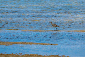 numenius phaeopus courlis corlieu numenius phaeopus courlis corlieu