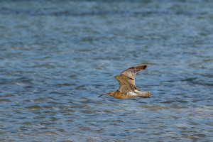 numenius phaeopus courlis corlieu numenius phaeopus courlis corlieu
