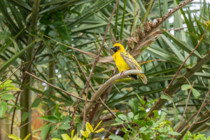 ploceus cucullatus tisserin gendarme ploceus cucullatus tisserin gendarme