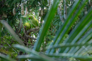 psittacula krameri perruche a collier psittacula krameri perruche a collier