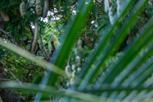 psittacula krameri perruche a collier psittacula krameri perruche a collier