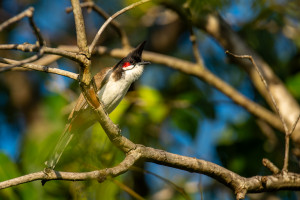 pycnonotus jocosus emeria conde pycnonotus jocosus emeria conde