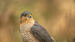 accipiter nisus epervier d europe male accipiter nisus epervier d europe male