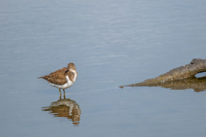actitis hypoleucos chevalier guignette actitis hypoleucos chevalier guignette