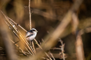 aegithalos caudatus orite a longue queue aegithalos caudatus orite a longue queue