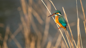 alcedo atthis martin pecheur d europe femelle alcedo atthis martin pecheur d europe femelle