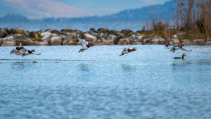 aythya ferina fuligule milouin aythya ferina fuligule milouin