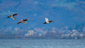 aythya ferina fuligule milouin aythya ferina fuligule milouin