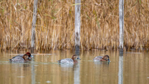 aythya ferina fuligule milouin aythya ferina fuligule milouin