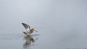 becassine des marais becassine des marais