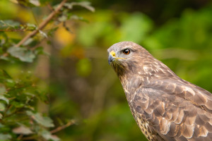buteo buteo buse variable buteo buteo buse variable