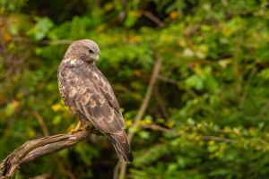 buteo buteo buse variable buteo buteo buse variable