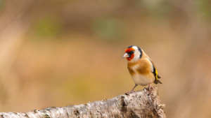 carduelis carduelis chardonneret elegant carduelis carduelis chardonneret elegant