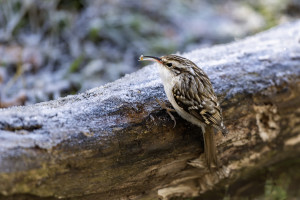 certhia brachydactyla grimpereau des jardins certhia brachydactyla grimpereau des jardins