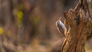 certhia brachydactyla grimpereau des jardins certhia brachydactyla grimpereau des jardins