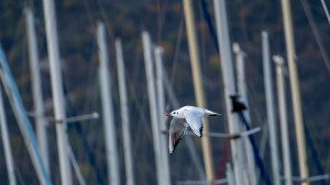 chroicocephalus ridibundus mouette rieuse chroicocephalus ridibundus mouette rieuse