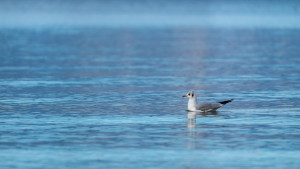 chroicocephalus ridibundus mouette rieuse chroicocephalus ridibundus mouette rieuse