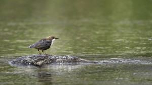 cinclus cinclus le cincle plongeur cinclus cinclus le cincle plongeur