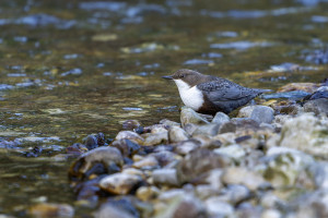cinclus cinclus le cincle plongeur cinclus cinclus le cincle plongeur