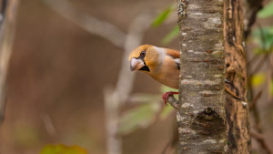 coccothraustes coccothraustes gros bec casse noyaux coccothraustes coccothraustes gros bec casse noyaux