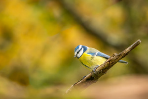 cyanistes caeruleus la mesange bleue cyanistes caeruleus la mesange bleue