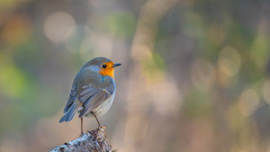erithacus rubecula rouge gorge erithacus rubecula rouge gorge