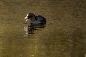 fulica atra foulque macroule fulica atra foulque macroule