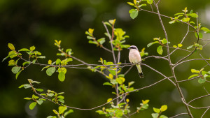 lanius collurio pie grieche ecorcheur male lanius collurio pie grieche ecorcheur male