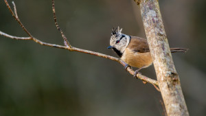 lophophanes cristatus mesange huppee lophophanes cristatus mesange huppee