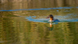 mergus merganser harle bievre mergus merganser harle bievre