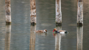 netta rufina nette rousse netta rufina nette rousse