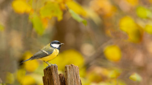 parus major mesange charbonniere parus major mesange charbonniere