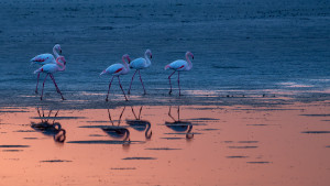 phoenicopterus roseus flamant rose phoenicopterus roseus flamant rose