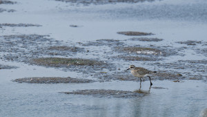 pluvialis squatarola pluvier argente pluvialis squatarola pluvier argente