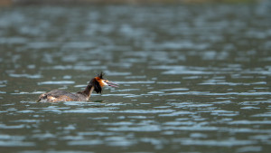 podiceps cristatus grebe huppe podiceps cristatus grebe huppe