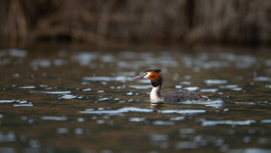 podiceps cristatus grebe huppe podiceps cristatus grebe huppe