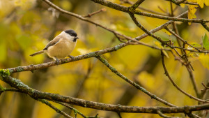 poecile palustris mesange nonnette poecile palustris mesange nonnette