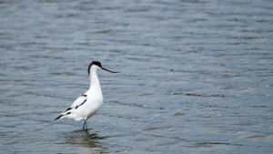recurvirostra avosetta avocette elegante recurvirostra avosetta avocette elegante