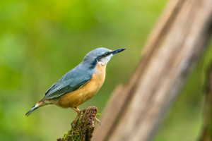 sitta europaea sittelle torchepot sitta europaea sittelle torchepot