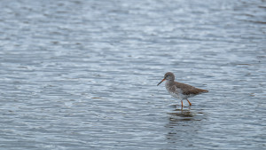 tringa totanus chevalier gambette 1 tringa totanus chevalier gambette 1