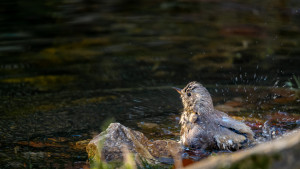 turdus philomelos grive musicienne turdus philomelos grive musicienne
